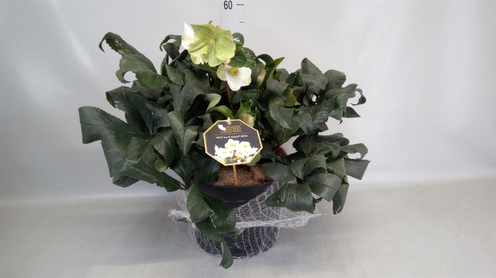 <h4>Helleborus  'Ice N Roses White'</h4>