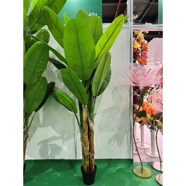 <h4>Plant Musa 250cm in pot green</h4>