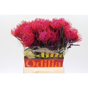 LEUCO NUTANS PAINTED CERISE H%*