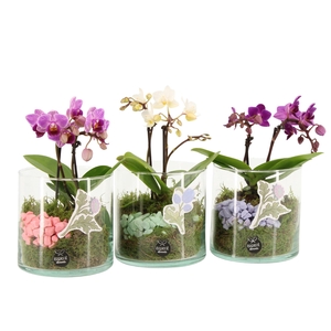 21936: Contradiction arrangement