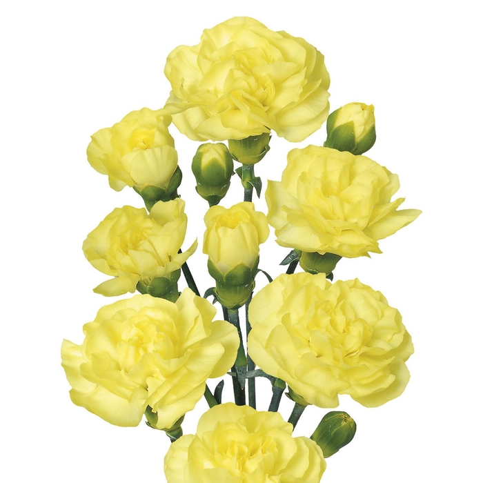 <h4>DI TR CESAR</h4>