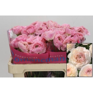 Ran Romance Maritime