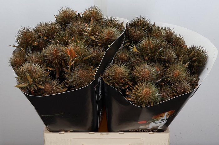 <h4>Snijgroen Eryn A Ov Klb H</h4>