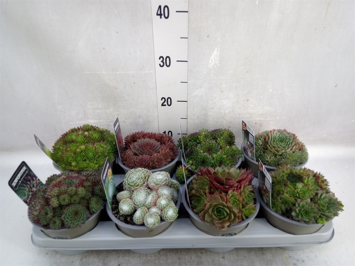 <h4>Sempervivum   ...mix</h4>