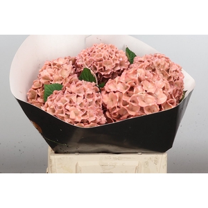Zijde Wax-Hydrangea Hydr Wax Zijde Rose