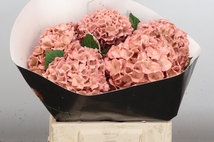 <h4>Zijde Wax-Hydrangea Hydr Wax Zijde Rose</h4>