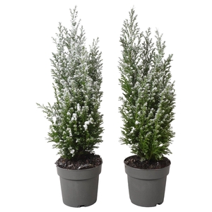 PTK25201 Ellwoodii met sneeuw