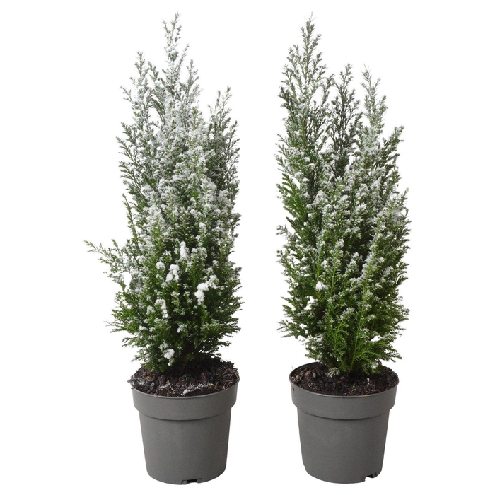 <h4>PTK25201 Ellwoodii met sneeuw</h4>