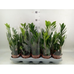 Zamioculcas zamiifolia