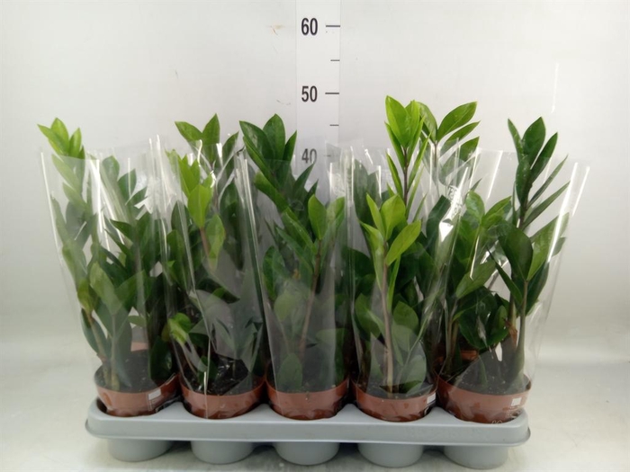 <h4>Zamioculcas zamiifolia</h4>