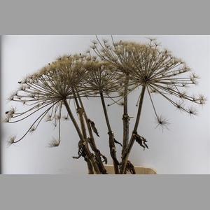 Berenklauw Gedroogd Xxl