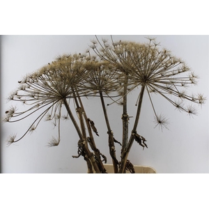 Berenklauw Gedroogd Xxl