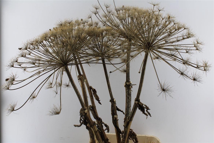 <h4>Berenklauw Gedroogd Xxl</h4>