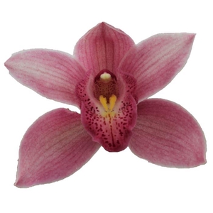 CYMB T ELLIO RO C290