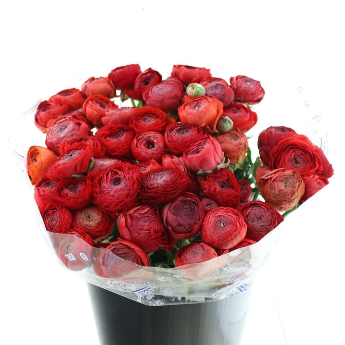 <h4>Ran Su Sr Valentino Red Super</h4>