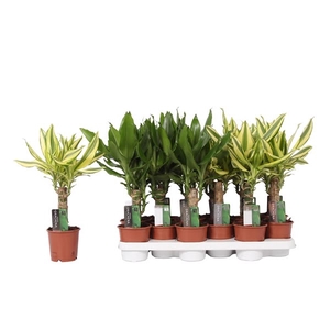 Dracaena mix Yellow Coast and Steudneri Green, 11 cm pot