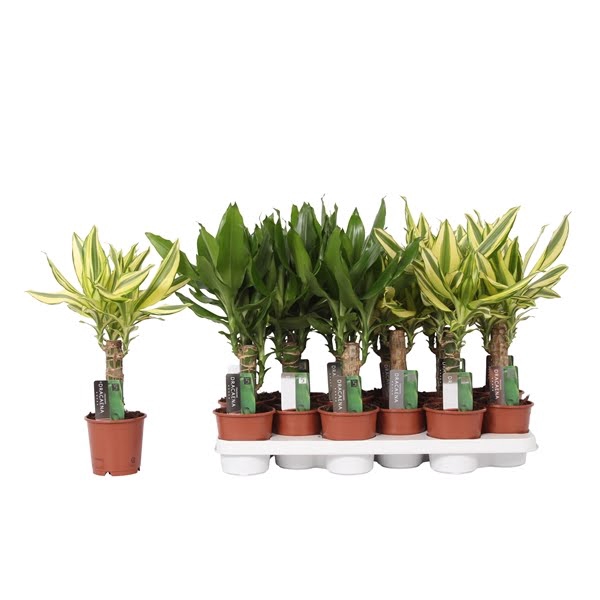 <h4>Dracaena mix Yellow Coast and Steudneri Green, 11 cm pot</h4>