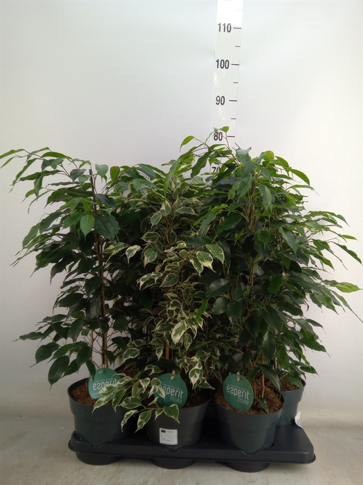 <h4>Ficus benja.   ...mix</h4>