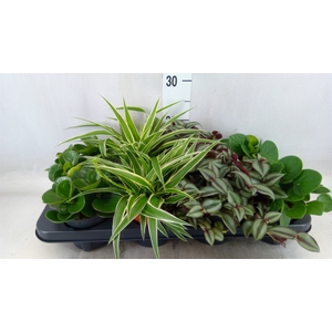 Planten  ..mix