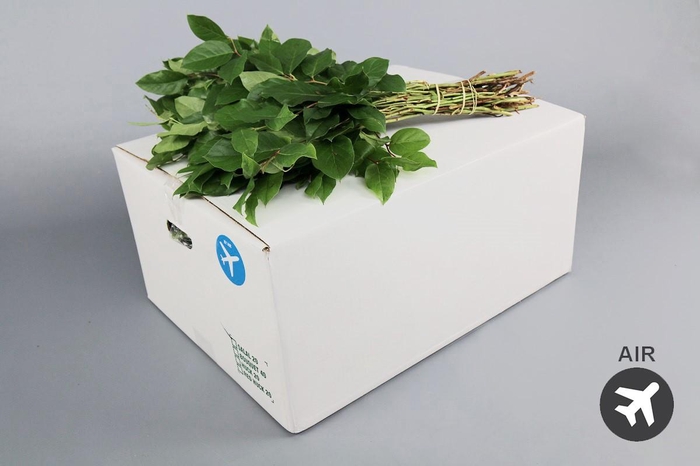 <h4>Salal Extra (air)</h4>