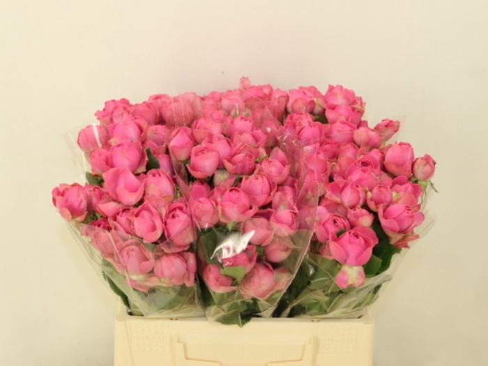 <h4>R TR GISELLE!</h4>