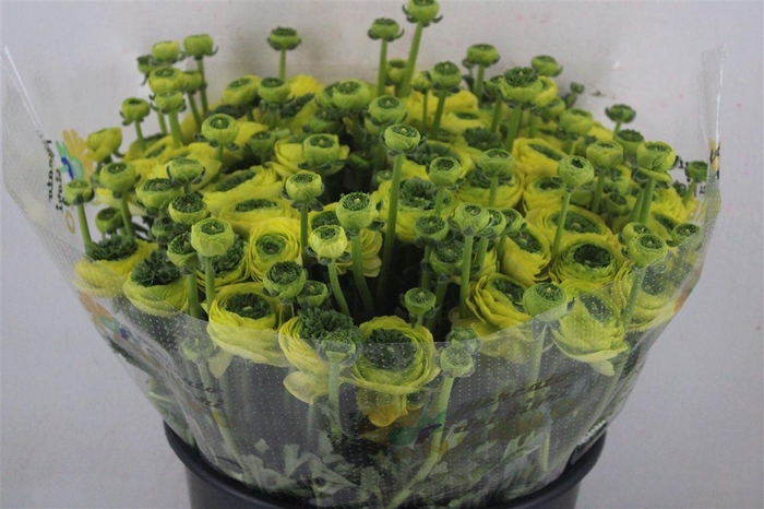 <h4>Ran Cloni Sup Lemon</h4>