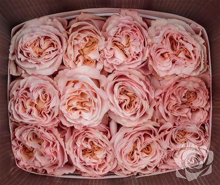 <h4>R Gr Shimmer</h4>