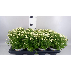 Chrysanthemum  'Fair White'