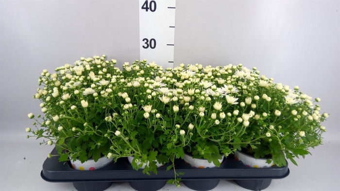 Chrysanthemum  'Fair White'