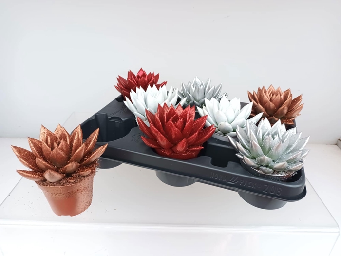 <h4>ECHEV MIRANDA</h4>