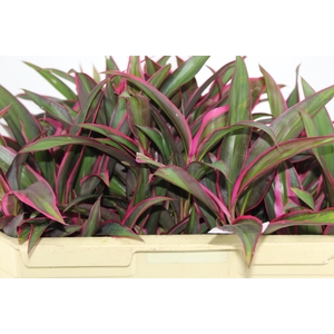 FOLHAGEM CORDYLINE FRUTICOSA RED EDGE