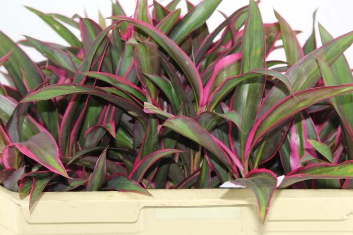 <h4>FOLHAGEM CORDYLINE FRUTICOSA RED EDGE</h4>