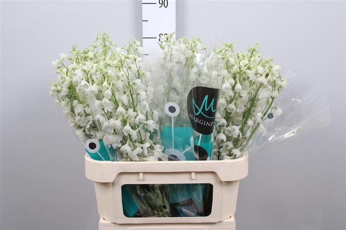 <h4>Delph En Be An White</h4>