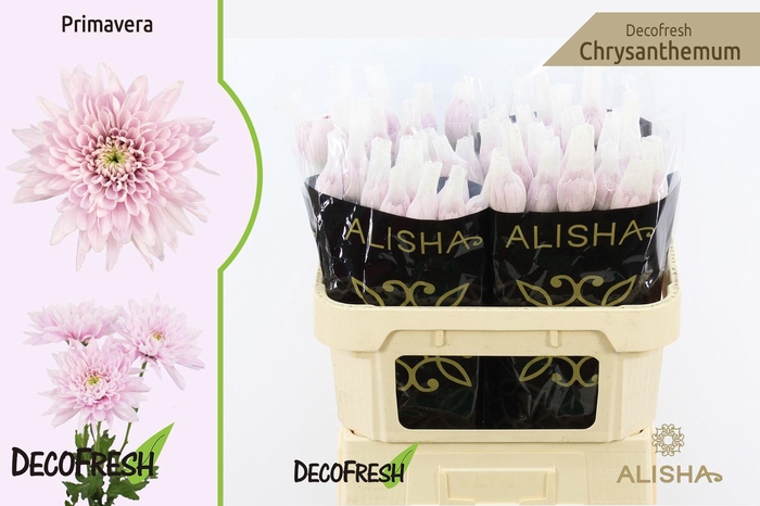 <h4>CHR G Primavera</h4>