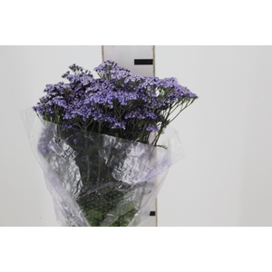 ACHILLEA LILAS