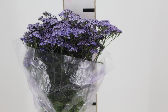 <h4>ACHILLEA LILAS</h4>
