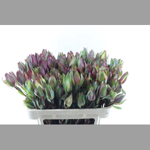 Leucad Senorita Spray