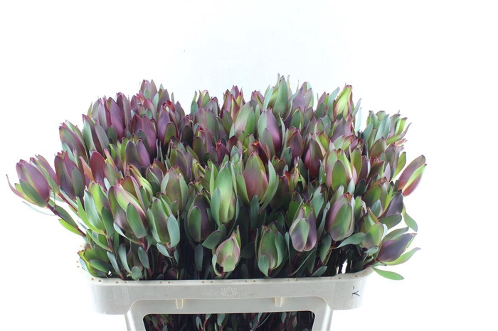 <h4>Leucad Senorita Spray</h4>