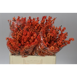 Ilex Daydream