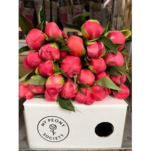 Paeonia Coral Charm