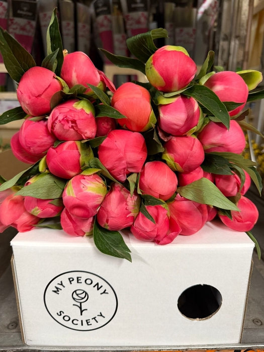 Paeonia Coral Charm