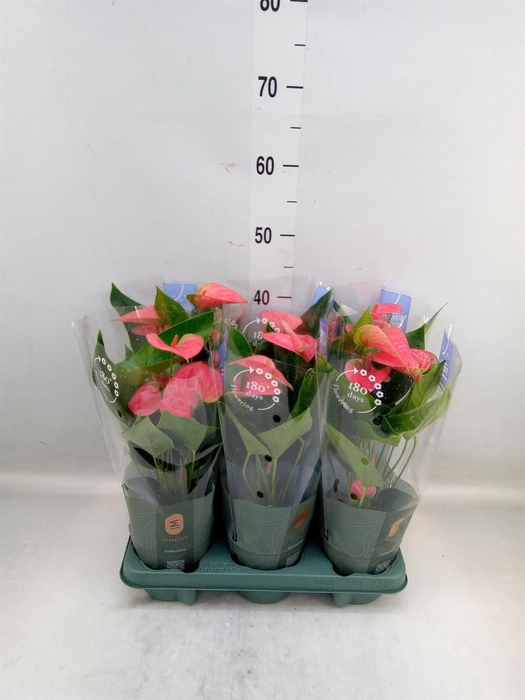 <h4>Anthurium 'Karma Pink'</h4>