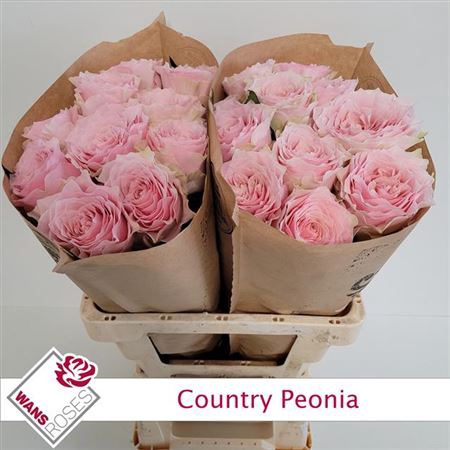 <h4>Rosa a grande fleur Country Spirit Peonia</h4>