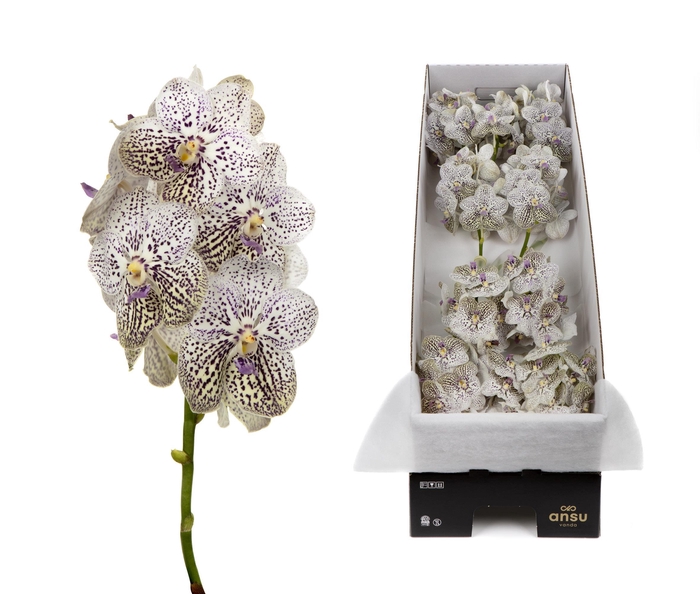 <h4>Vanda 12 tak Purple Confetti</h4>