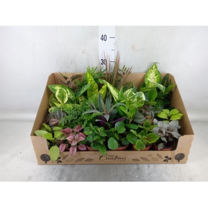 Planten Groen   ...mix 24