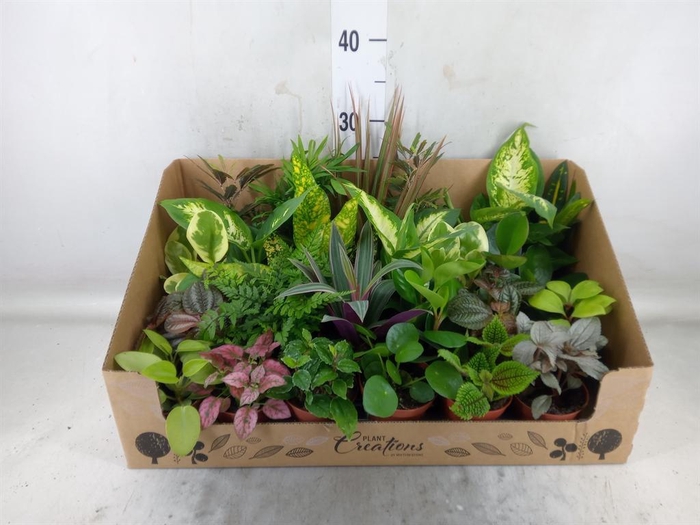 <h4>Planten Groen   ...mix 24</h4>