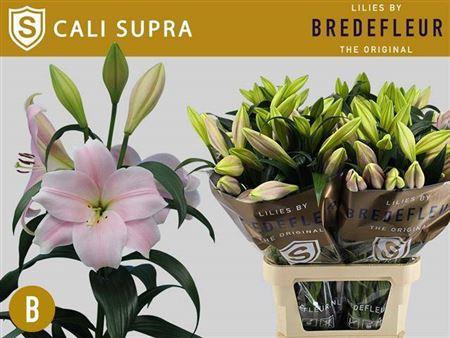 <h4>Li Lo Cali Supra</h4>