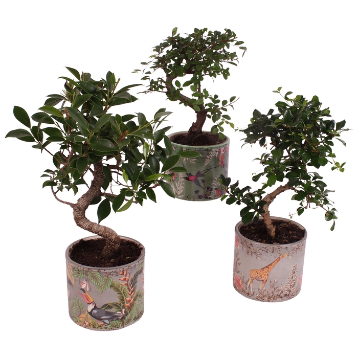 <h4>Bonsai Indoor Gemengd Keramiek</h4>
