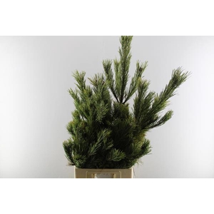 Deco Gr Pinus Mugo Mugo Tak