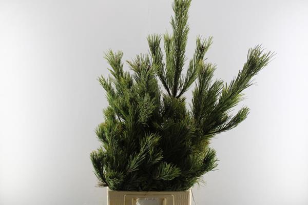 <h4>Deco Gr Pinus Mugo Mugo Tak</h4>